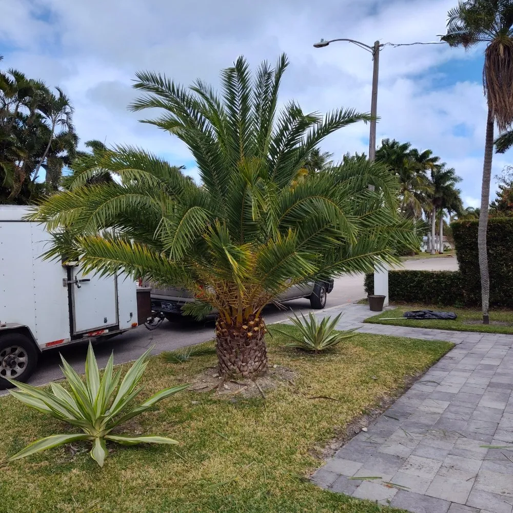 Affordable yard cleanup service for residential properties in North Miami Beach, FL by Mb Mowing