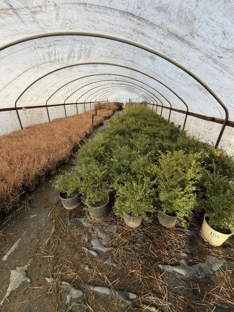 Professional yard maintenance for year-round maintenance in Kent, WA by MB Nursery & Landscape Supply