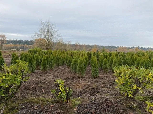 Top-rated landscaping services in Kent, WA - MB Nursery & Landscape Supply