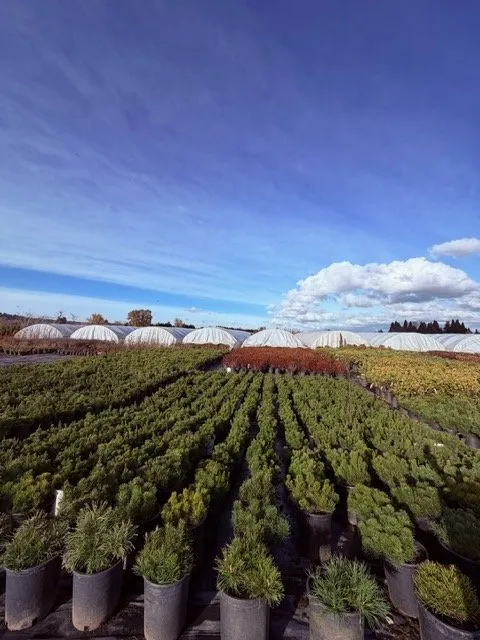 Local lawn care service experts serving Kent, WA - MB Nursery & Landscape Supply