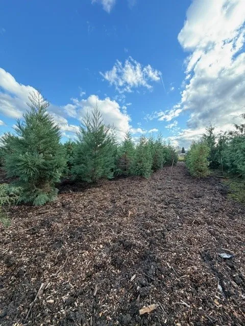 Reliable outdoor landscaping for beautiful yards in Kent, WA by MB Nursery & Landscape Supply