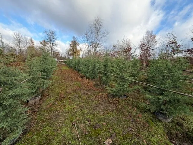 Expert lawn care service experts serving Kent, WA - MB Nursery & Landscape Supply