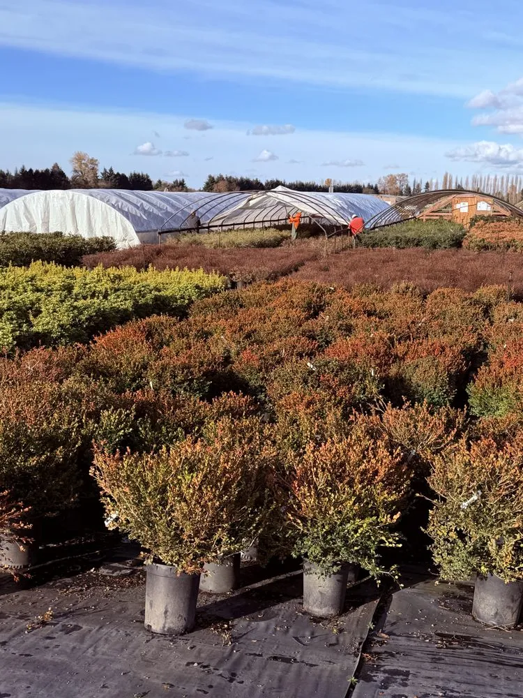 Custom outdoor landscaping for beautiful yards across Kent, WA - MB Nursery & Landscape Supply