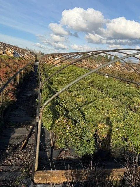 Local landscaping services in Kent, WA by MB Nursery & Landscape Supply