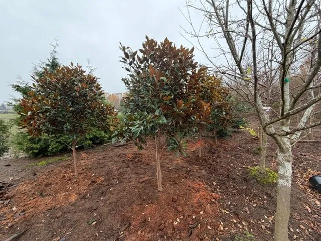 Trusted landscaping services in Kent, WA by MB Nursery & Landscape Supply