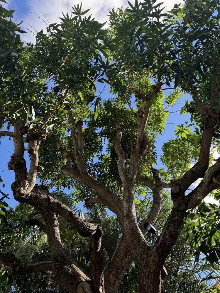 Custom yard maintenance in Lake Worth Beach, FL by MBA Landscape