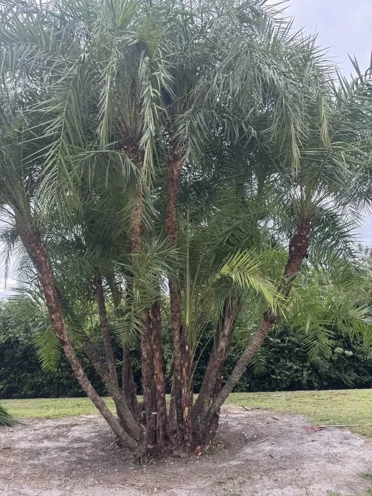 Professional residential landscaping experts serving Lake Worth Beach, FL - MBA Landscape