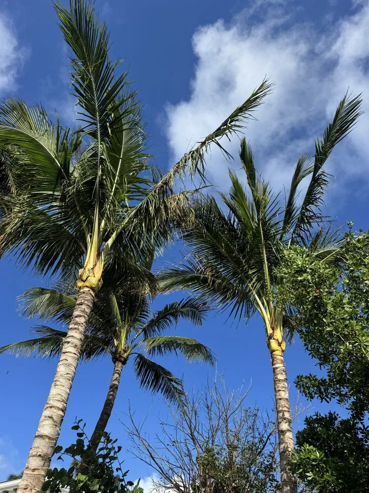 Trusted landscaping services in Lake Worth Beach, FL by MBA Landscape