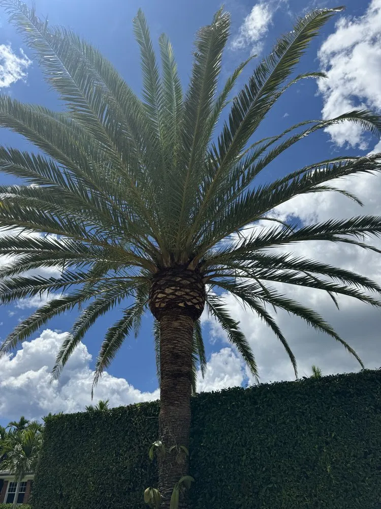 Reliable landscaping services experts serving Lake Worth Beach, FL - MBA Landscape