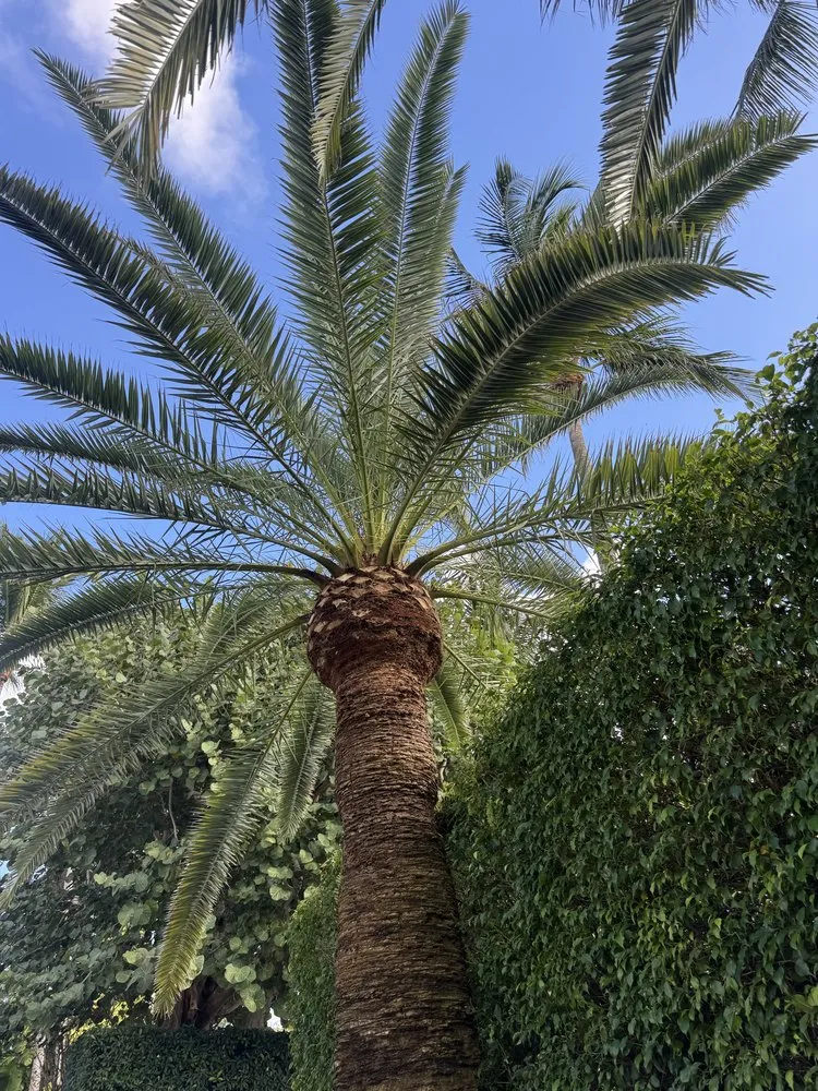 Reliable lawn care service for residential properties across Lake Worth Beach, FL - MBA Landscape