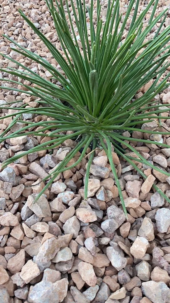 Local landscape installation for homes across Las Vegas, NV - MBA Landscaping Service