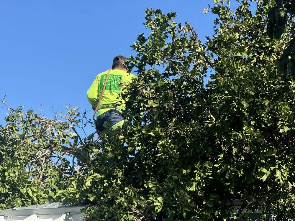 Professional landscape design in Avon Park, FL - MBC Tree Service