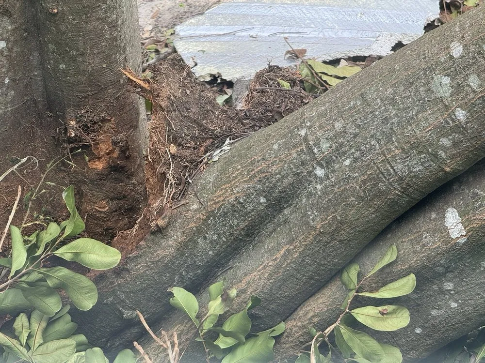 Professional lawn mowing service in Avon Park, FL - MBC Tree Service