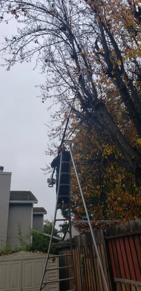 Professional garden landscaping for beautiful yards in Empire, CA by MBM Landscape services