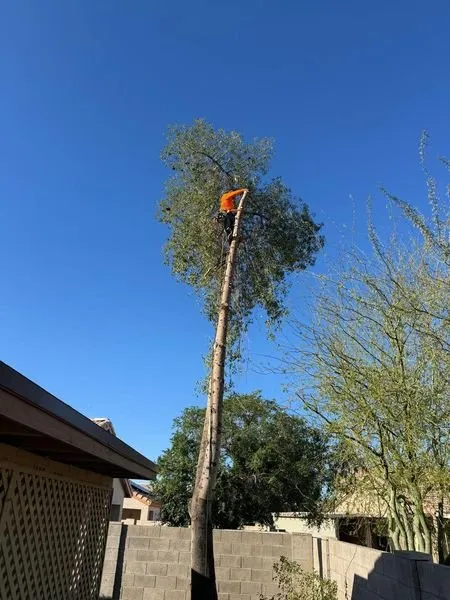 Trusted yard maintenance in Tonopah, AZ by MBM Landscaping