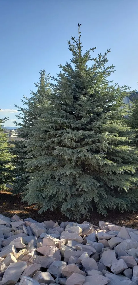 Reliable landscape design for outdoor upgrades in Castle Rock, CO by MBO Landscaping Services