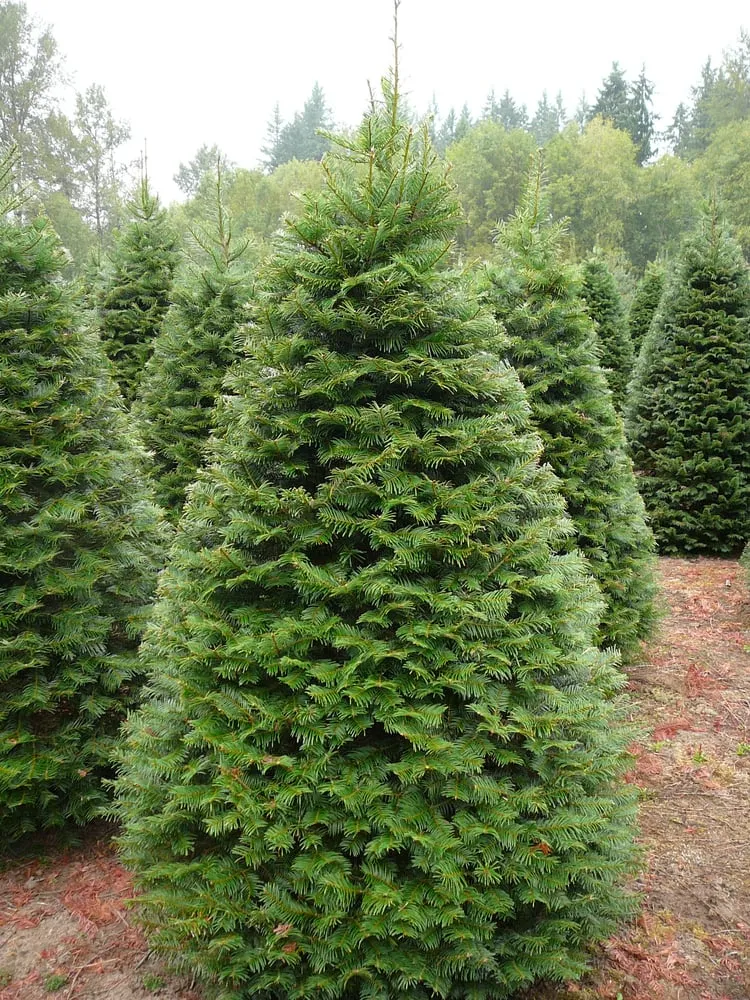 Trusted lawn mowing service in Austin, TX - MBP Nursery and Landscaping