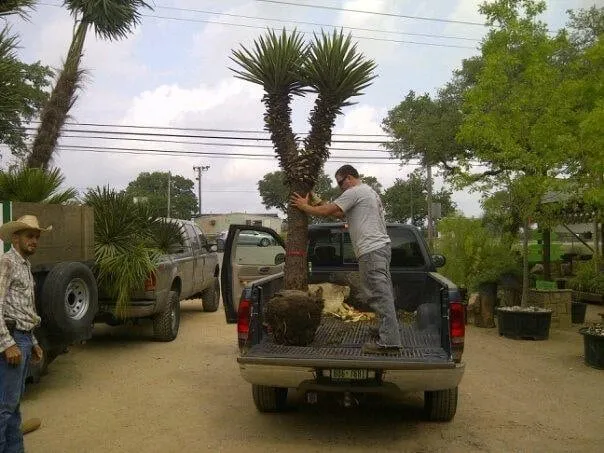 Top-rated landscape installation near you across Austin, TX - MBP Nursery and Landscaping