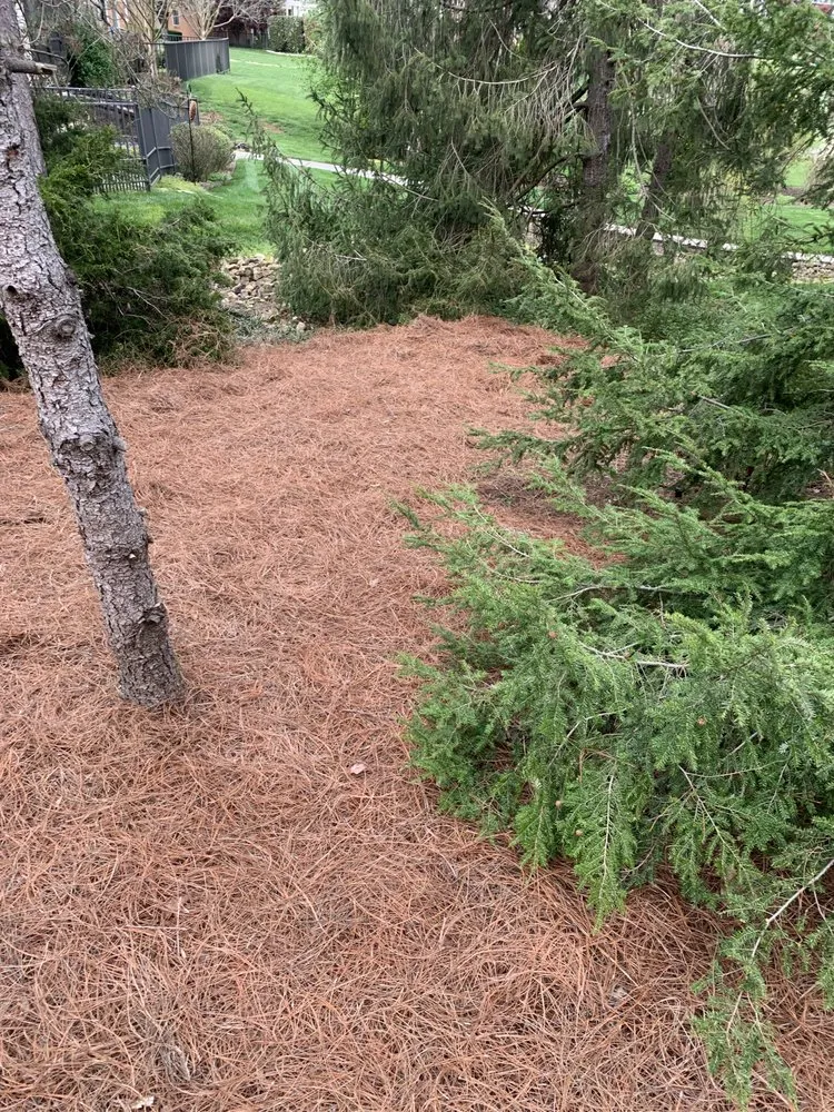 Top-rated landscaping services in Madisonville, TN - MB’s Lawn Care