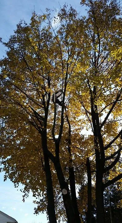 Reliable landscape installation in Hackensack, NJ by MC Greenfield Tree & landscape Service