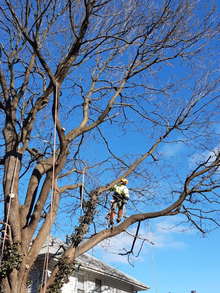 Custom yard cleanup service in Hackensack, NJ - MC Greenfield Tree & landscape Service