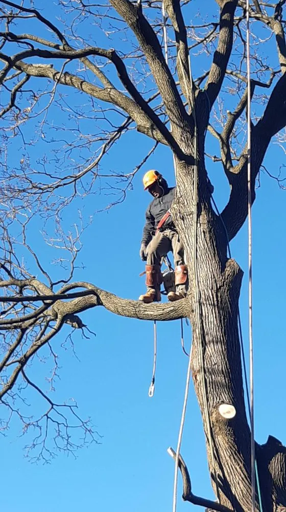 Professional yard cleanup service experts serving Hackensack, NJ - MC Greenfield Tree & landscape Service