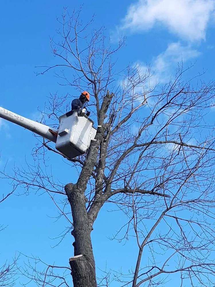 Local residential landscaping for outdoor upgrades in Hackensack, NJ by MC Greenfield Tree & landscape Service