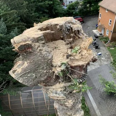 MC Greenfield Tree & landscape Service Logo