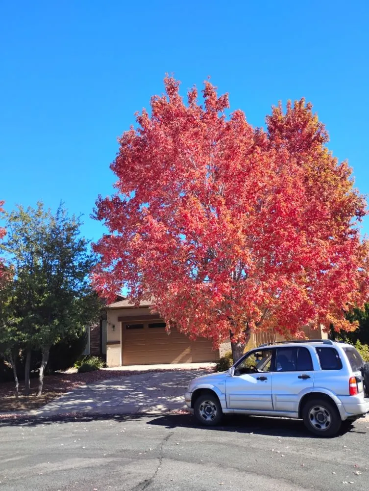 Top-rated outdoor landscaping near you in Prescott Valley, AZ by MC House Cleaning and Landscaping