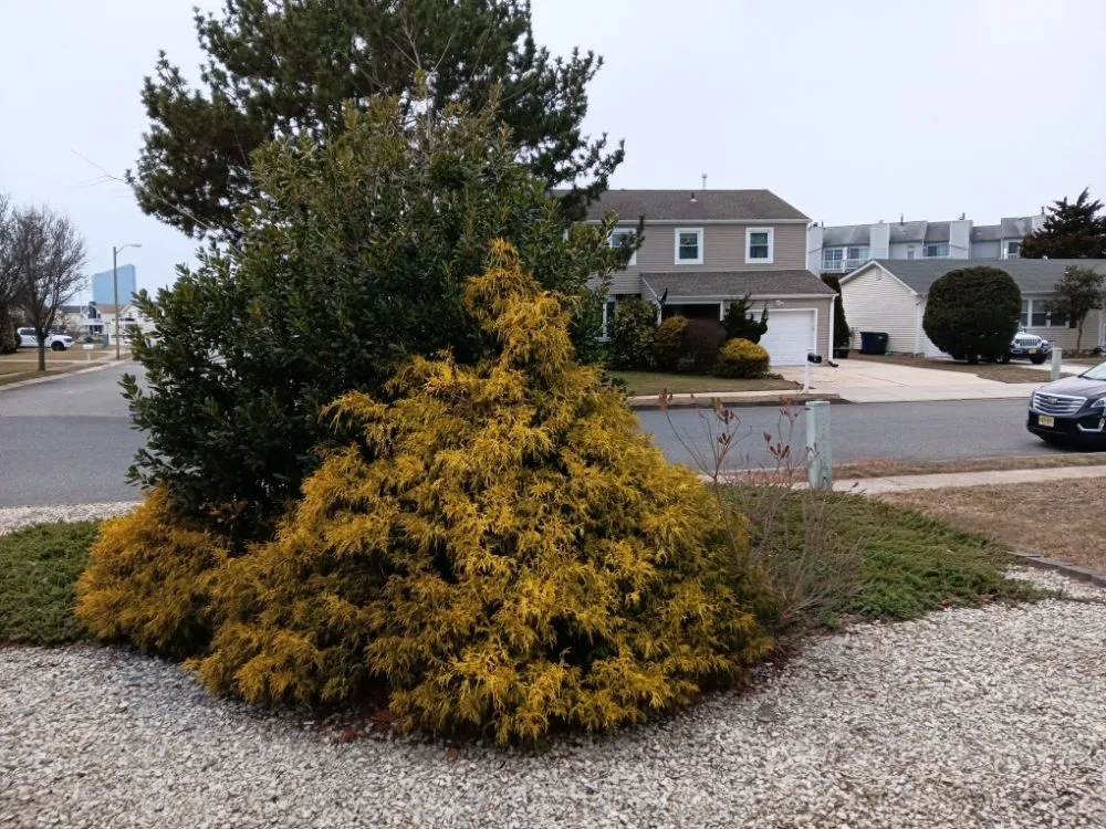 Affordable yard maintenance experts serving Atlantic City, NJ - MC Land Care