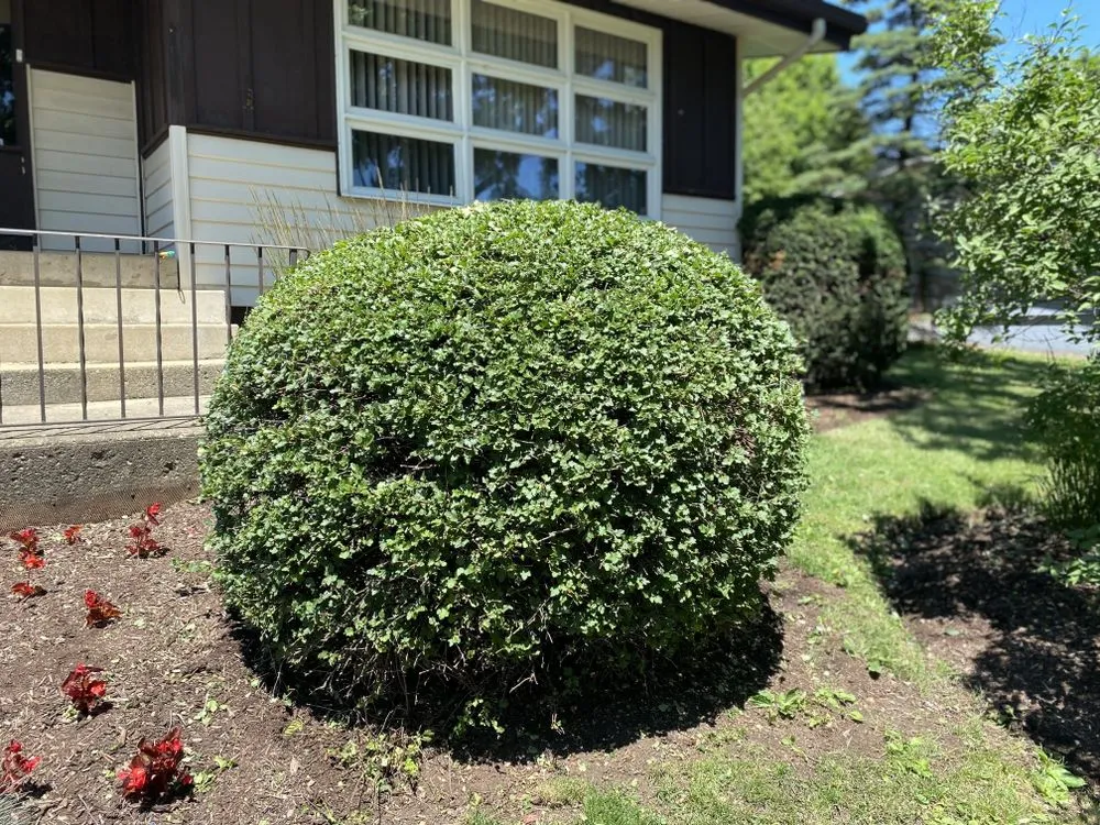 Local residential landscaping in McHenry, IL - M&C Landscaping And Tree Service