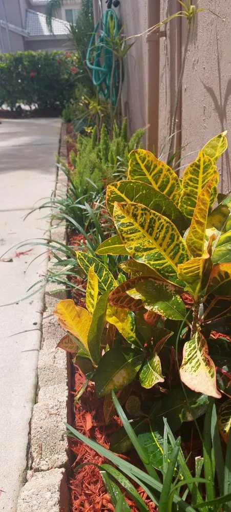 Custom yard maintenance experts serving Weston, FL - MC Landscaping Design and Services