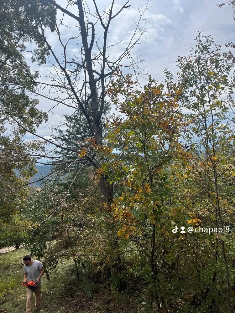 Local residential landscaping in Fletcher, NC - MC Landscaping