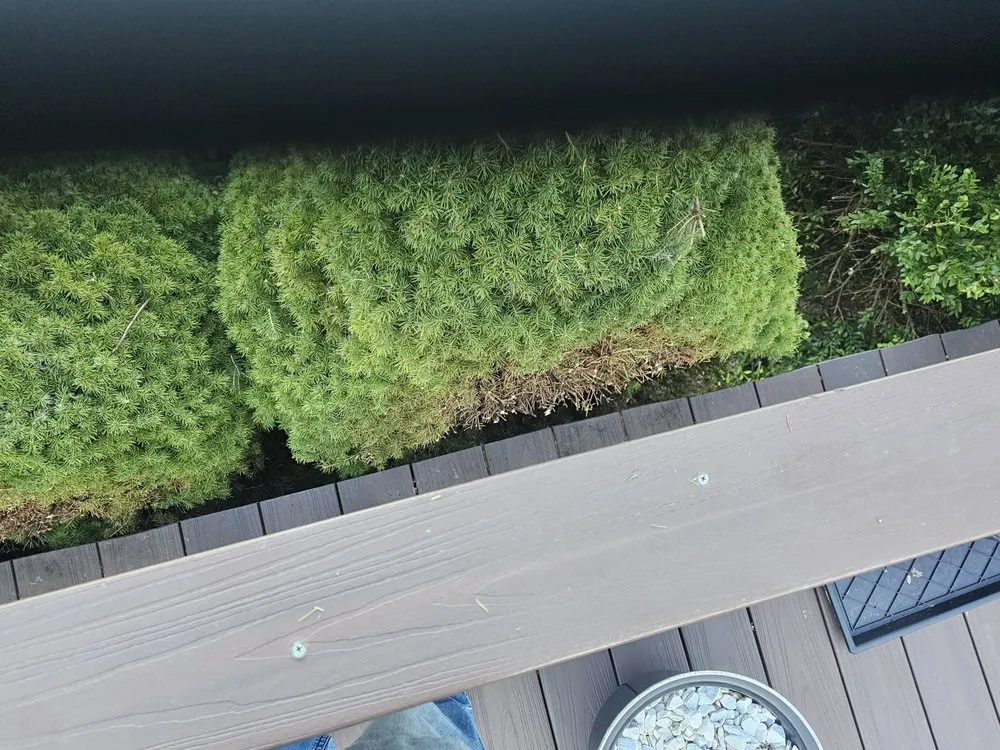 Professional lawn care service for beautiful yards in Mount Pleasant, MI by Mc Lellan Lawn Care