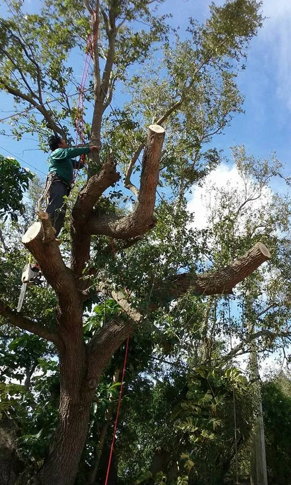 Trusted lawn care service in Miami, FL - MC Nature's Serve