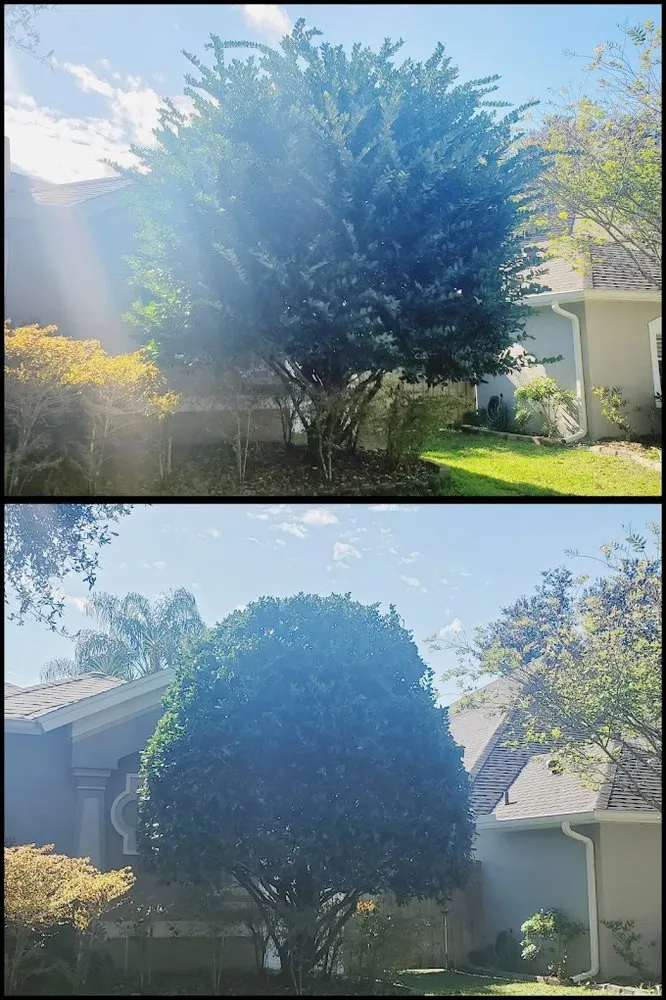 Professional landscape installation for year-round maintenance in Land O' Lakes, FL by MC Stumps