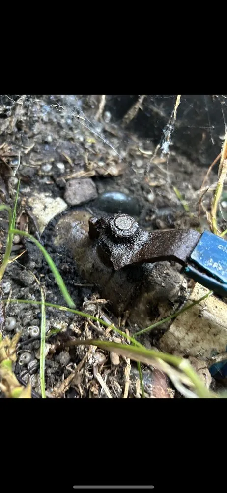 Local landscape installation in Orange, CA - MC Tree Experts