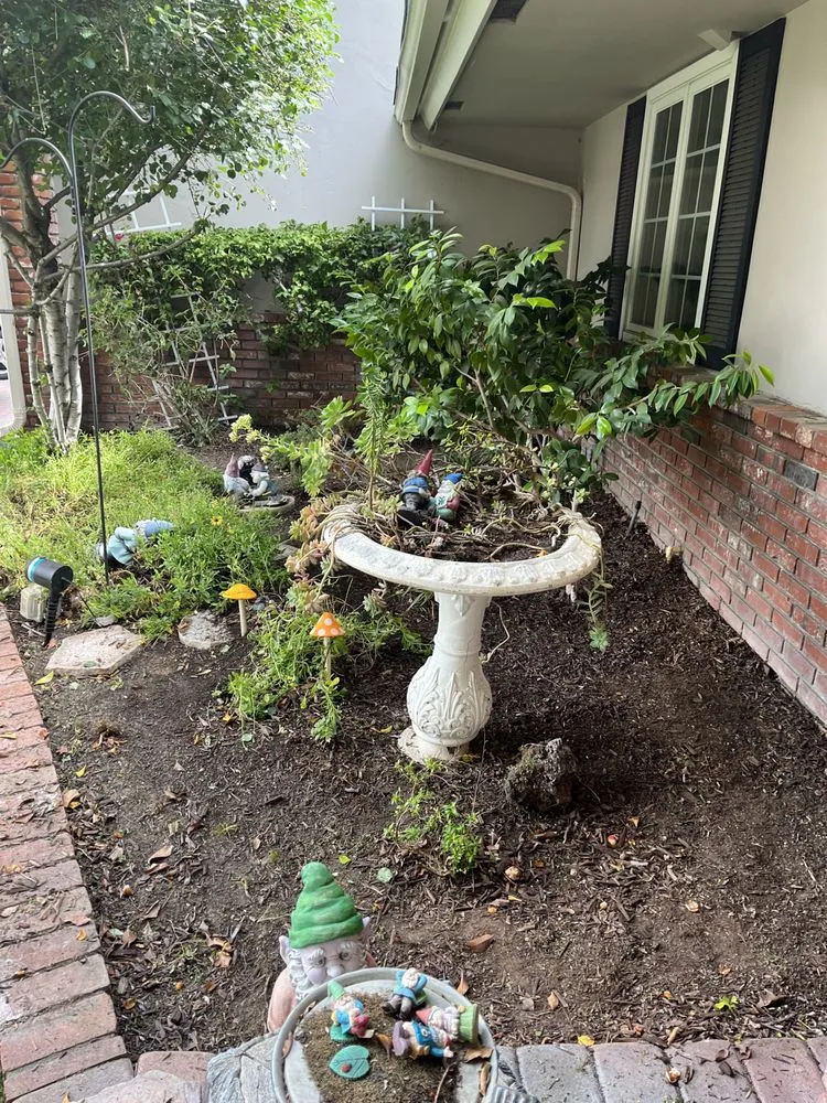 Reliable yard cleanup service near you across Orange, CA - MC Tree Experts