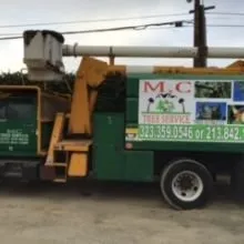 Expert yard cleanup service in Los Angeles, CA - MC Tree Service