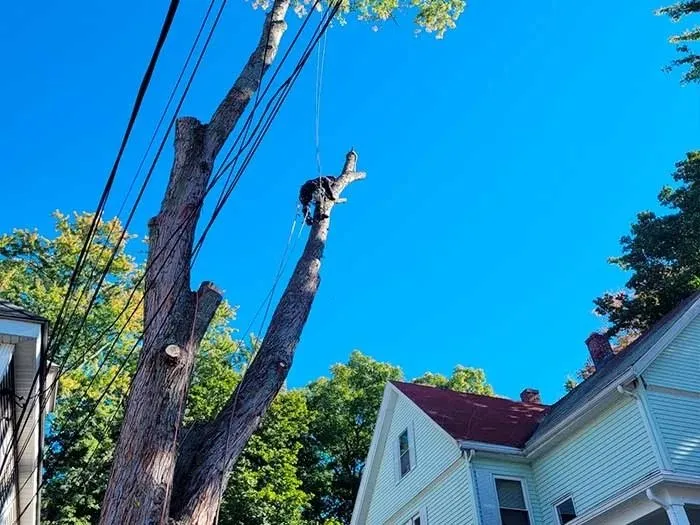 Reliable outdoor landscaping in Lynn, MA by MC Tree Services and Landscaping