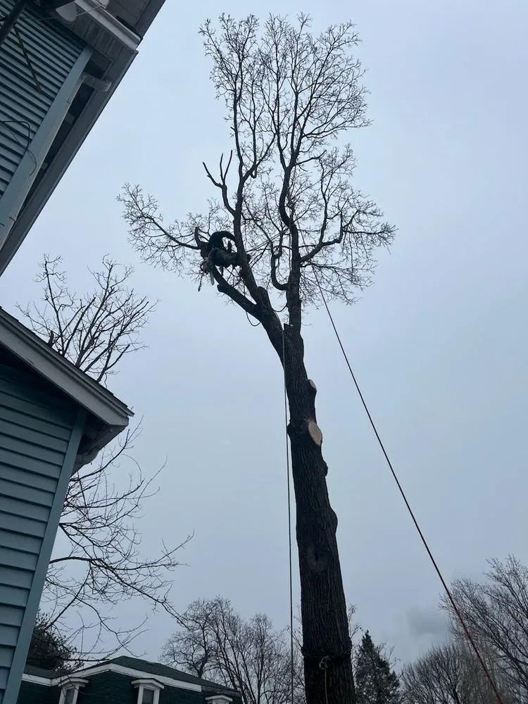 Trusted yard maintenance near you across Lynn, MA - MC Tree Services and Landscaping