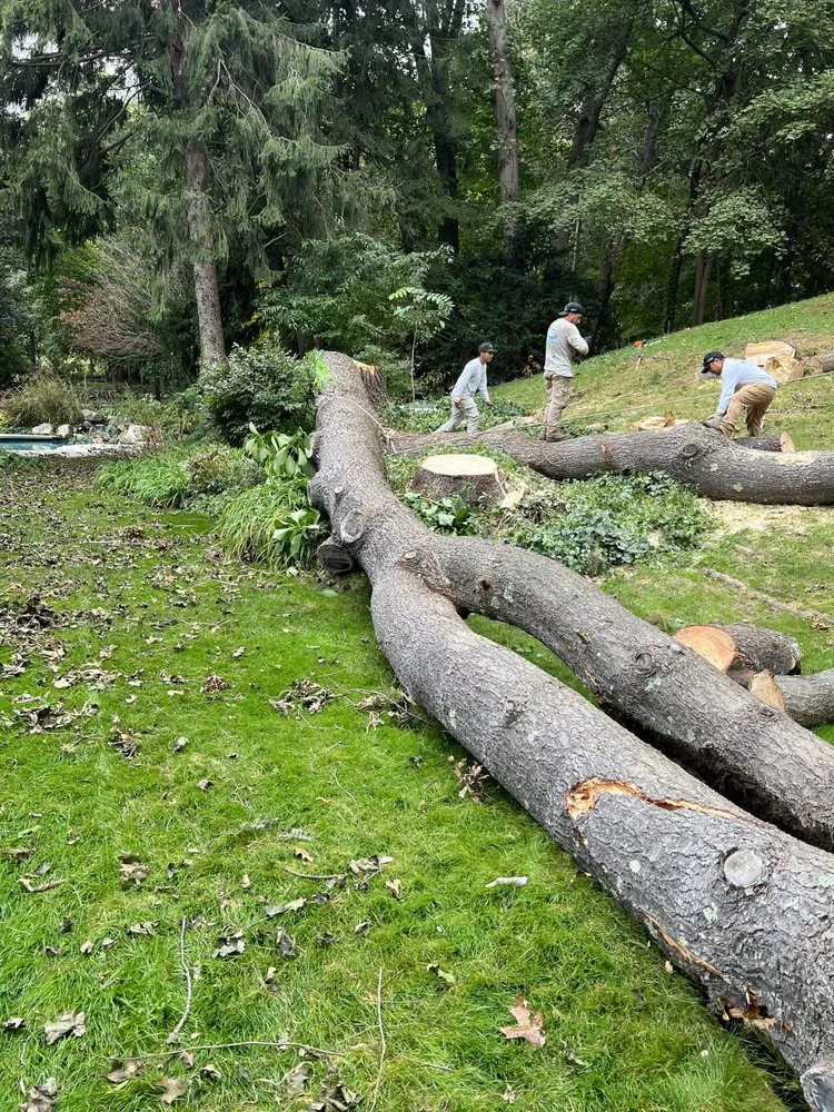 Trusted yard cleanup service experts serving Lynn, MA - MC Tree Services and Landscaping