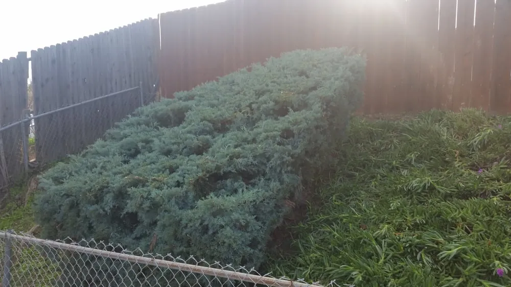 Local yard cleanup service for outdoor upgrades in Jamul, CA by M&C Weed Abatement