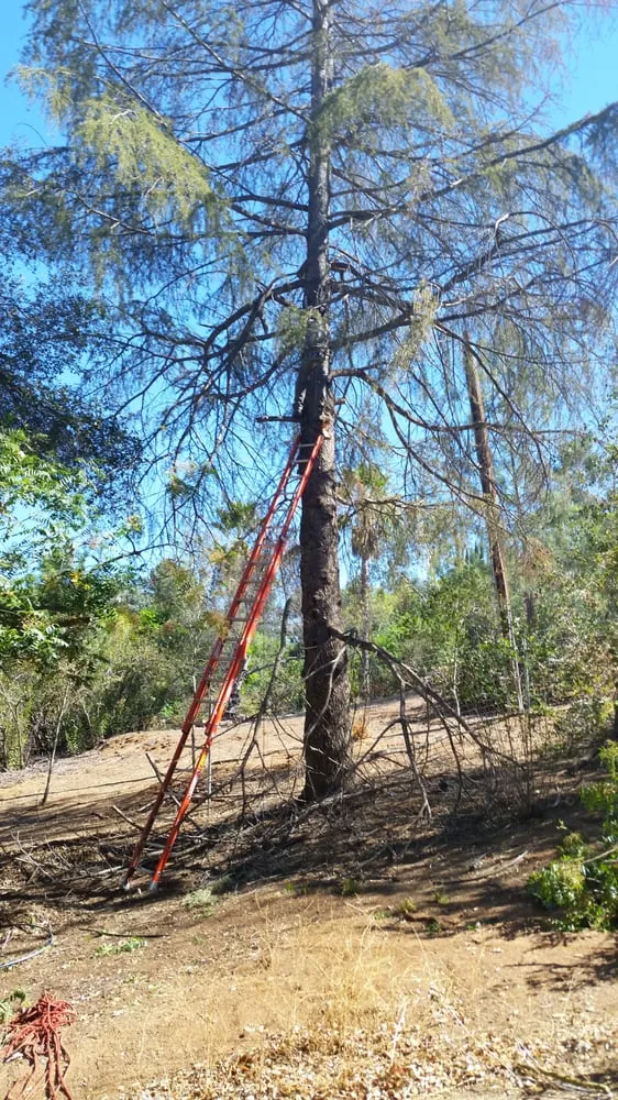 Affordable lawn care service for year-round maintenance across Jamul, CA - M&C Weed Abatement