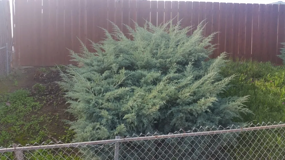 Affordable landscape installation for beautiful yards across Jamul, CA - M&C Weed Abatement