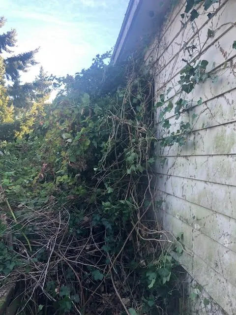 Expert yard maintenance for year-round maintenance across Tacoma, WA - MCA Exteriors