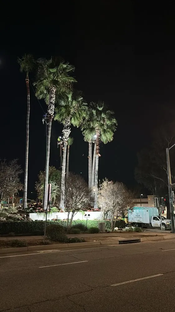 Expert lawn care service experts serving Yucaipa, CA - MCA Tree Service