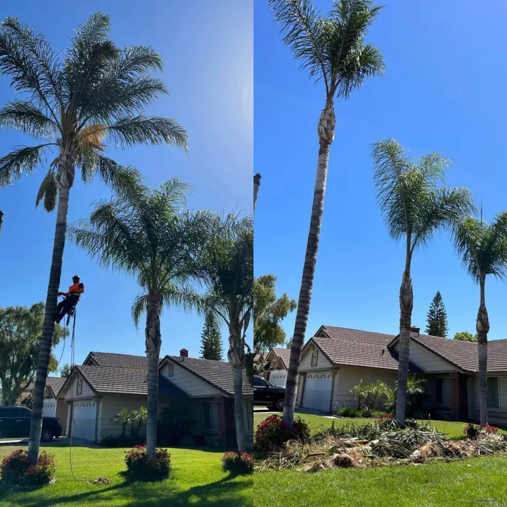 Professional yard cleanup service experts serving Yucaipa, CA - MCA Tree Service