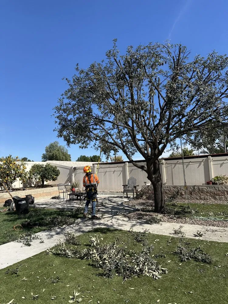 Reliable outdoor landscaping in Yucaipa, CA - MCA Tree Service