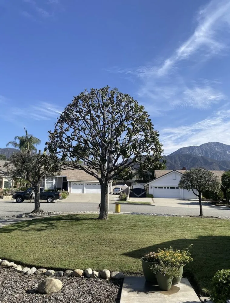 Custom garden landscaping for homes in Yucaipa, CA by MCA Tree Service